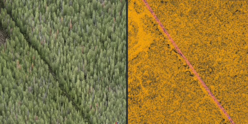 Screenshot of a ski area lidar surface